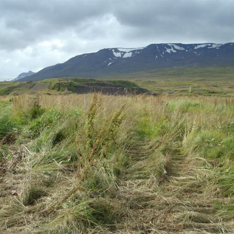 crop-25.08.2009_004__large_