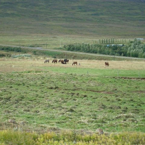 crop-25.08.2009_007__large_