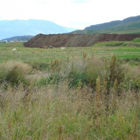 crop-25.08.2009_011__large_