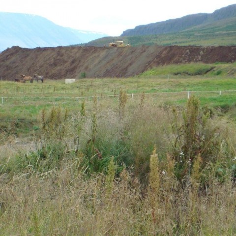 crop-25.08.2009_013__large_