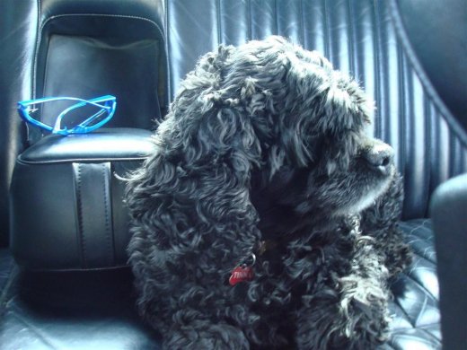 23.04.2009_024__large___large_