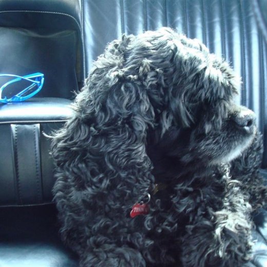 crop-23.04.2009_024__large___large_