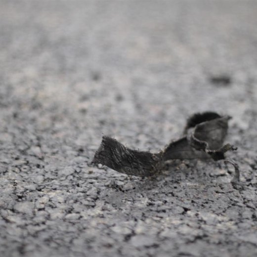 crop-2011_ba_433__large_