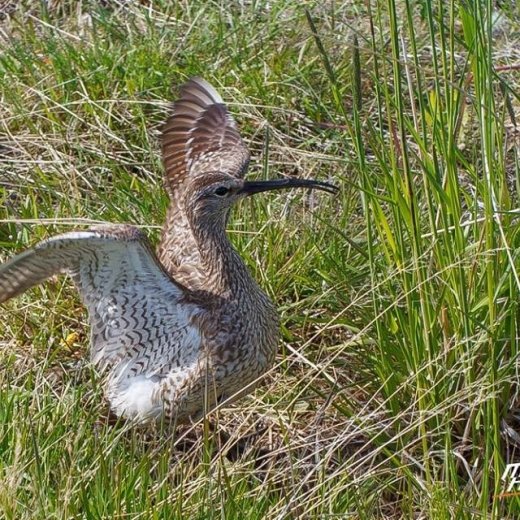 crop-13512051_1626791730969258_4367768970981810590_n