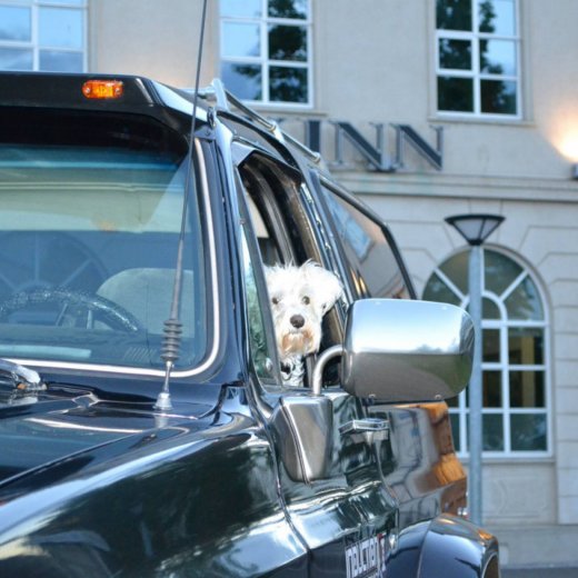 crop-14047268_1120931877945752_2491515426727748472_o